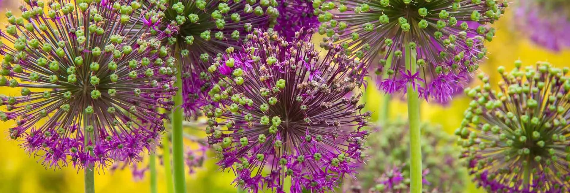 blume