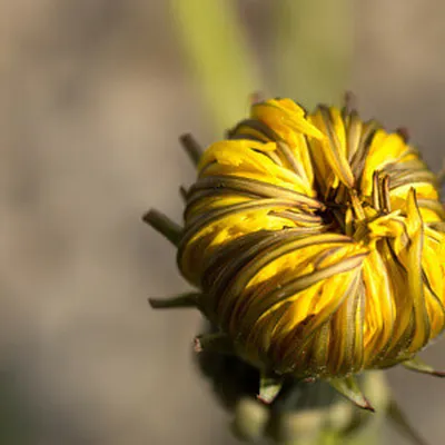 flower2