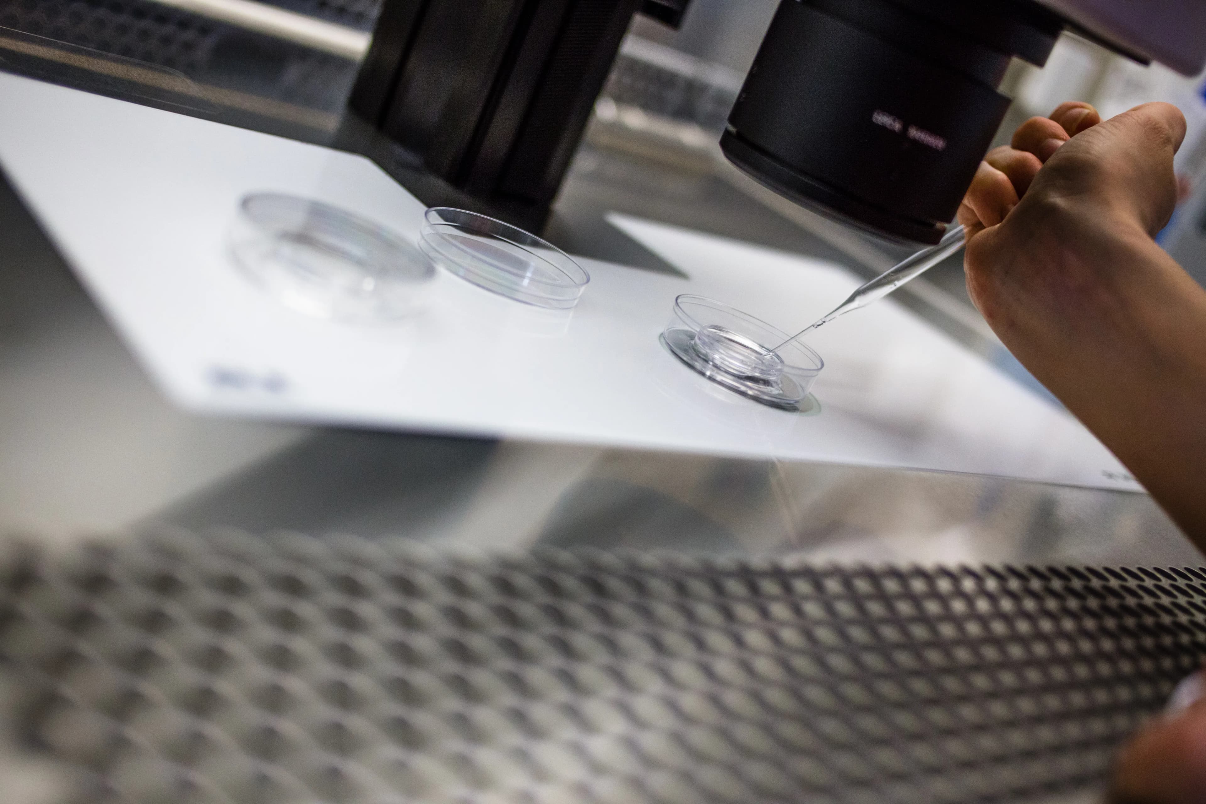 A needle is used to capture a small sample of cells from an embryo